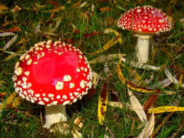 FLIEGENPILZE