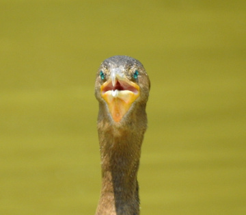 Biguá