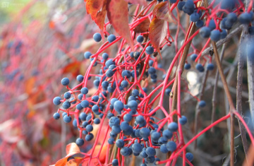 Doğa