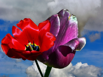 BLÜTEN