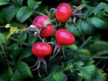 REGENTROPFEN