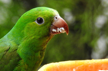 Parakeet 