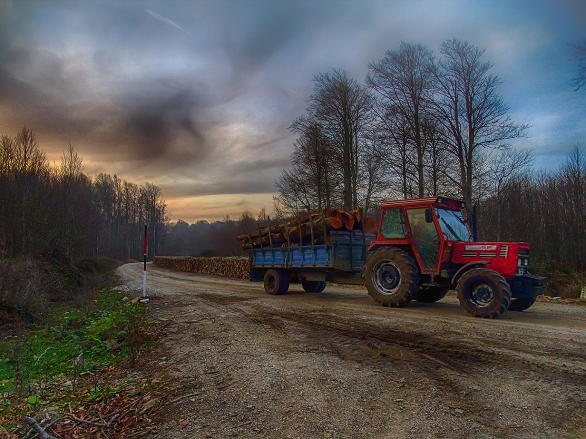 Orman Yolu