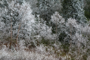 Hoarfrost