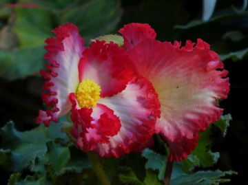 Blüte