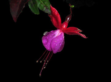 BLÜTE