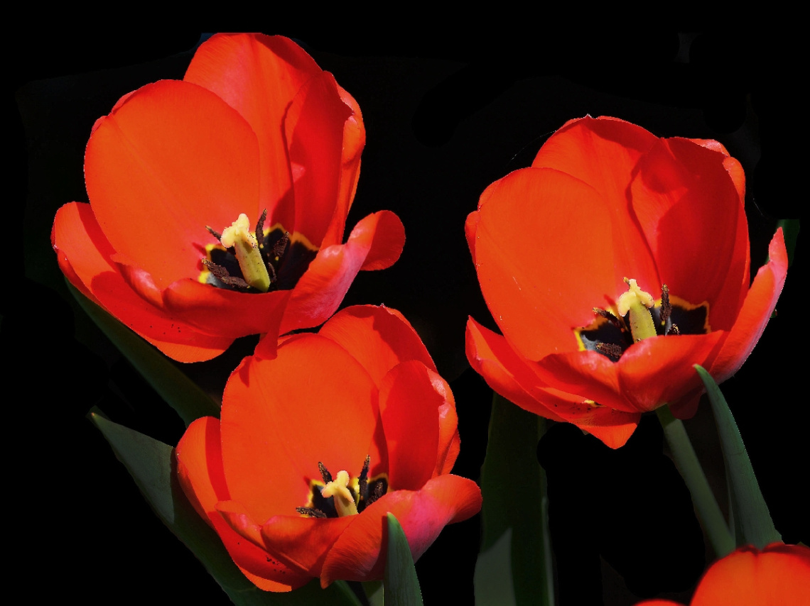 BLÜTEN