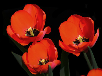BLÜTEN