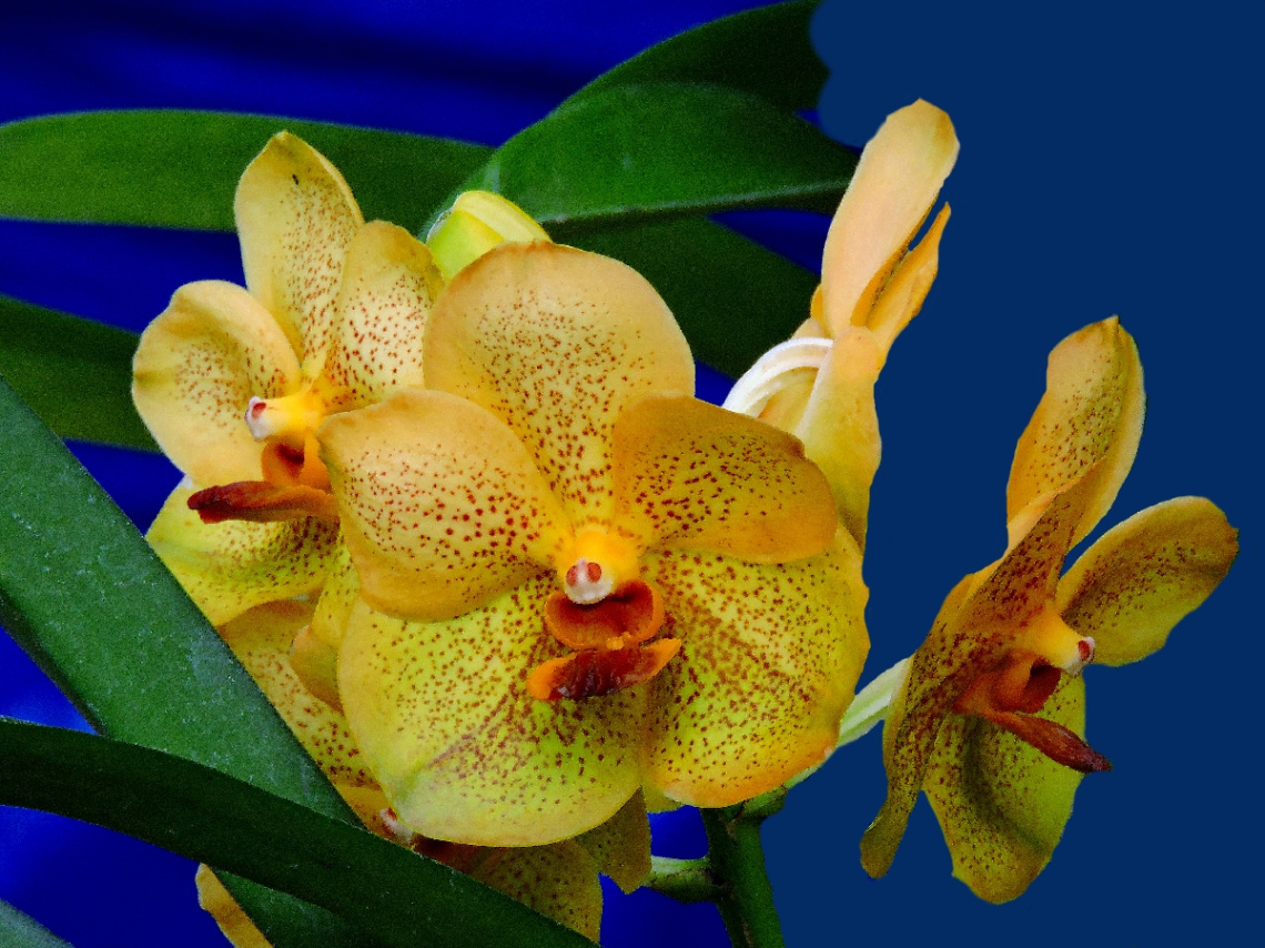  Wanda Orchids