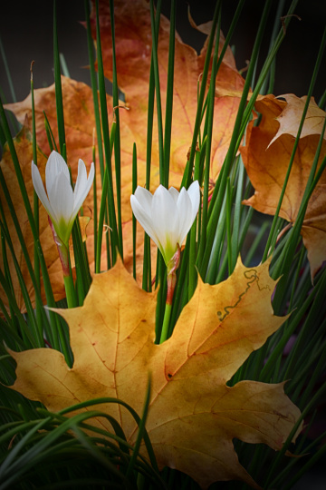 Autumn beauty