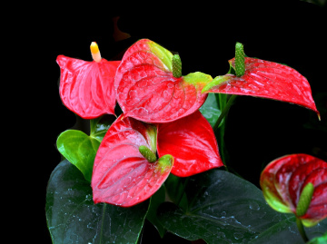 BLÜTEN