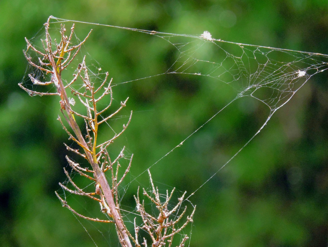 Detalhes