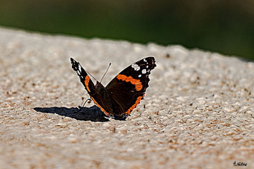 Benekli