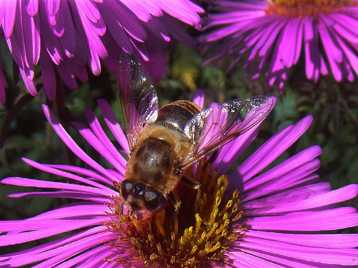 BLÜTEN