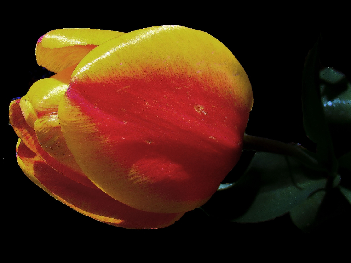 BLÜTE