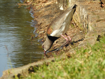 Vanellus chilensis 