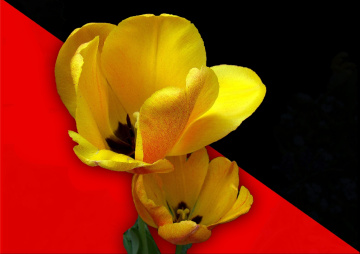 BLÜTEN