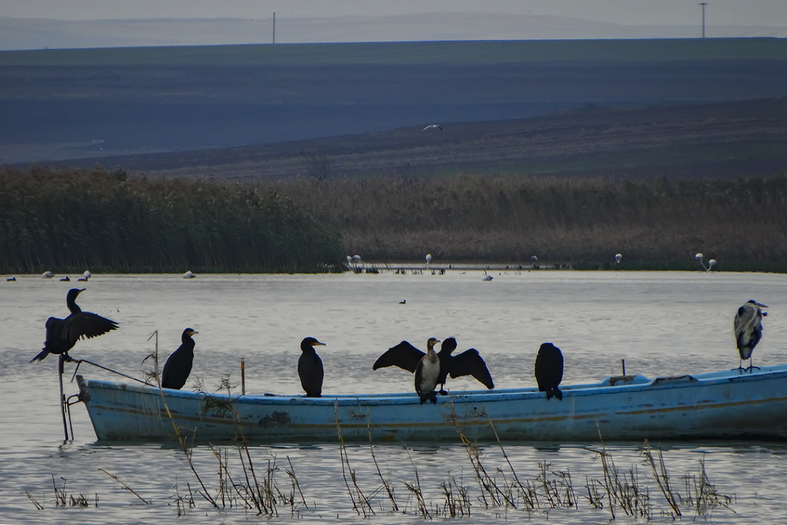 Karabataklar