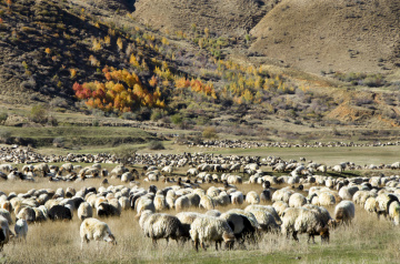 Sürü