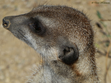 Erdmännchen