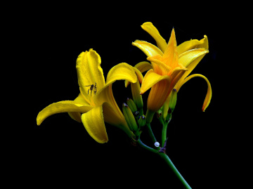 BLÜTEN