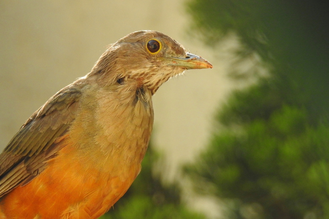 Turdus rufiventris 