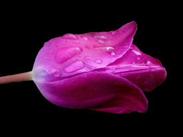 BLÜTE