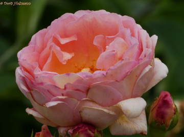 Blüte