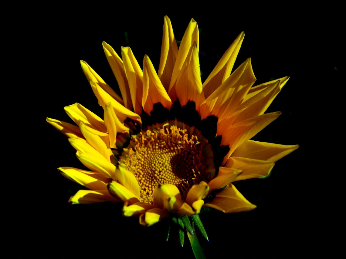BLÜTE