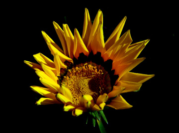 BLÜTE