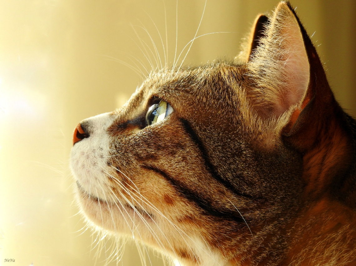Cat's eyes