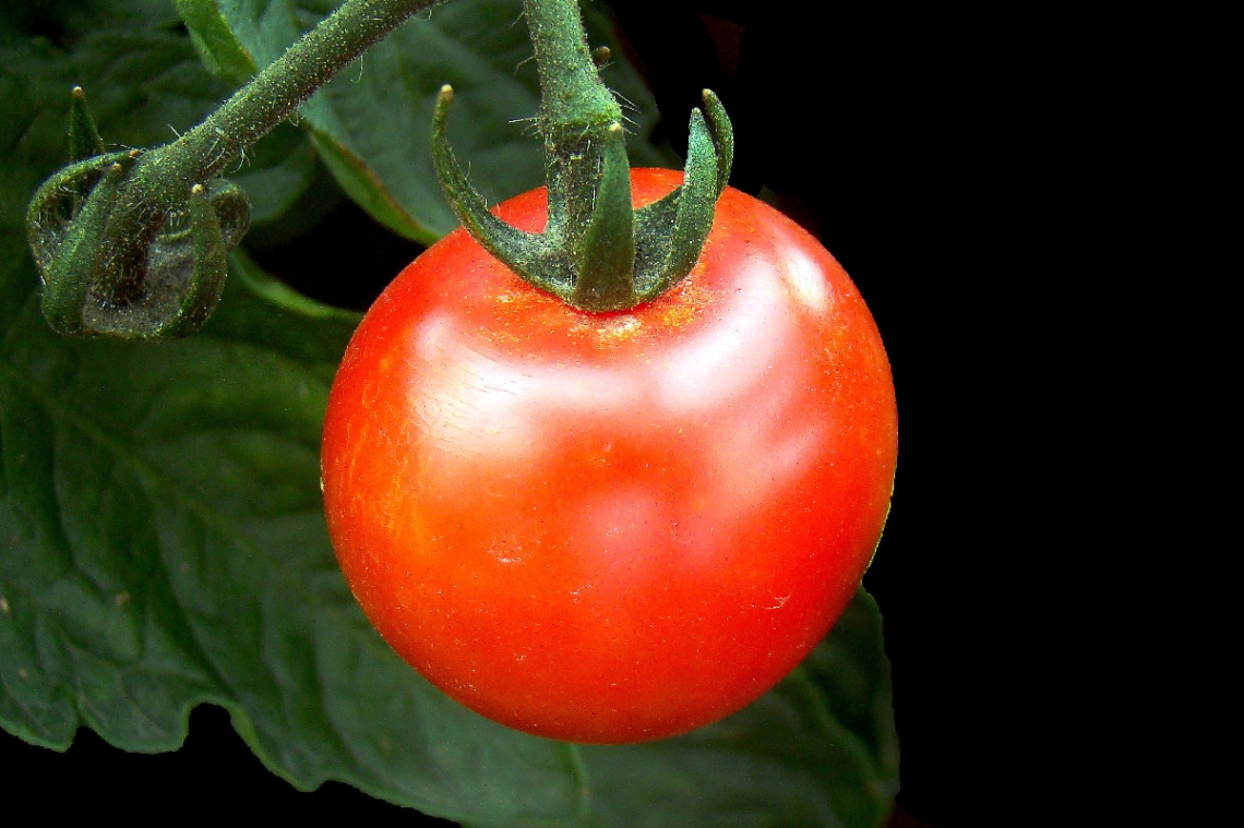 TOMATE