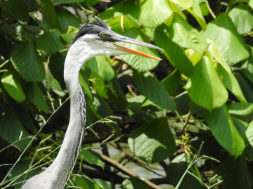 Cocoi Heron