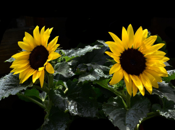 BLÜTEN