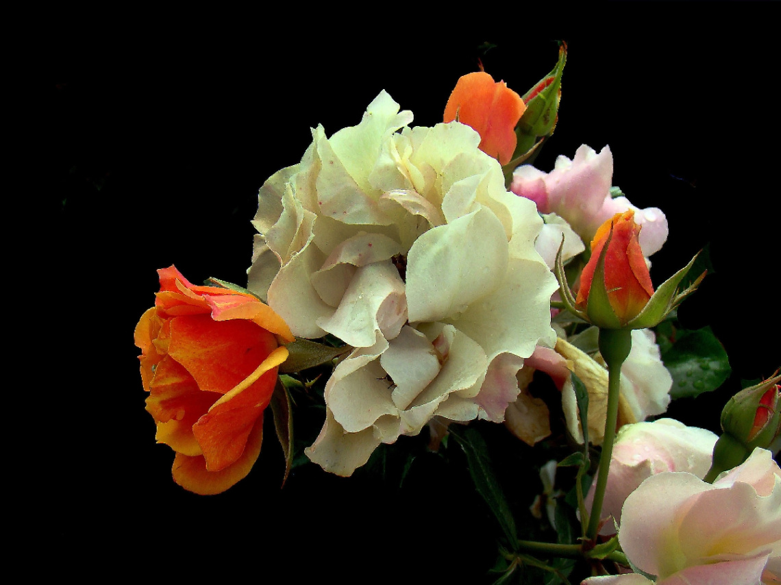 BLÜTEN