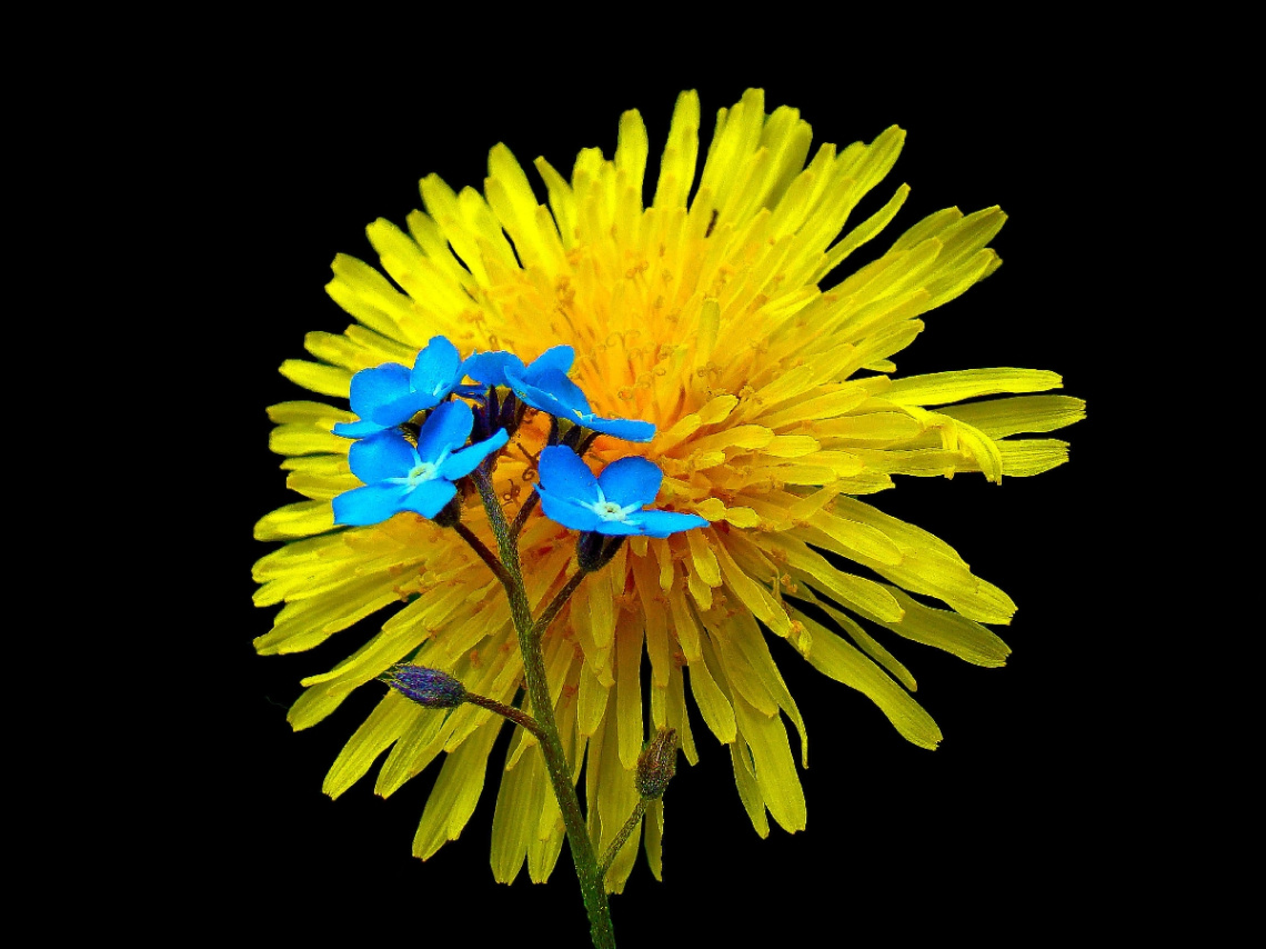 BLÜTEN