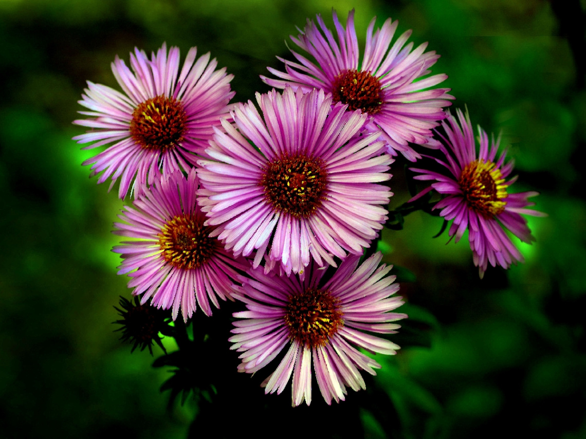 BLÜTEN