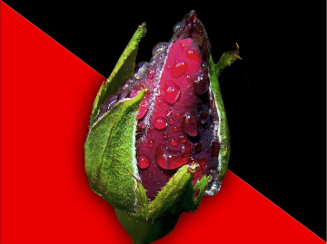 KNOSPE