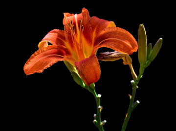 BLÜTE