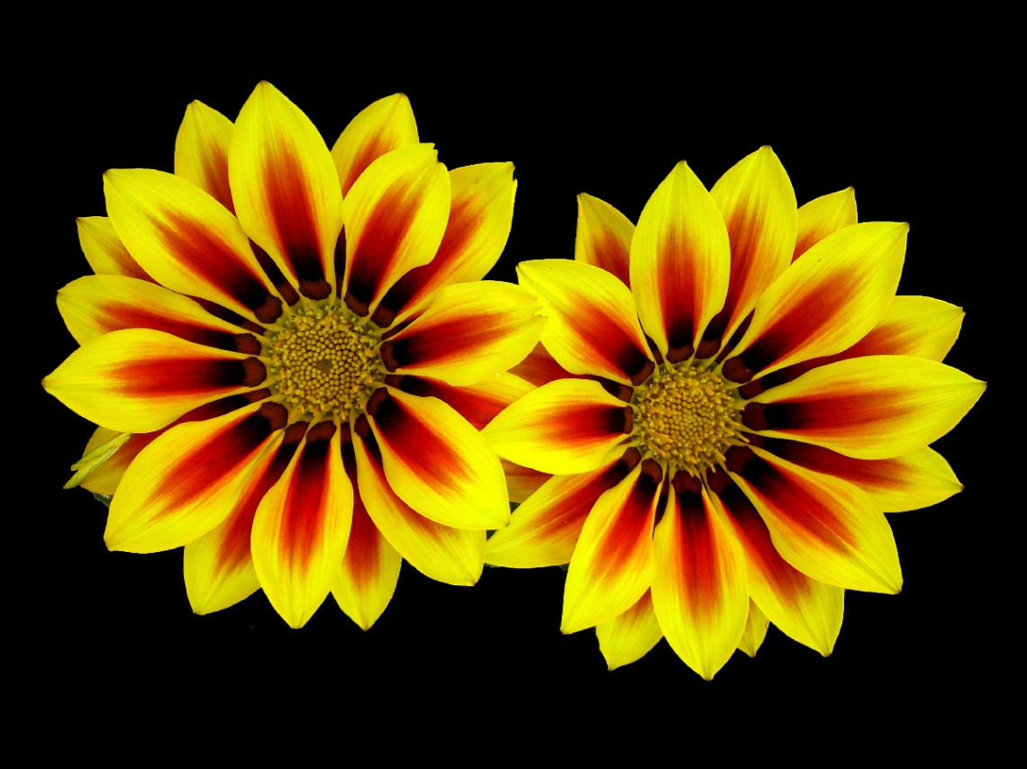 BLÜTEN