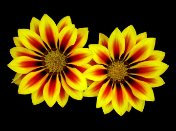 BLÜTEN