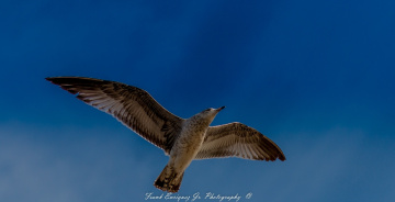 Another West Coast Bird From California