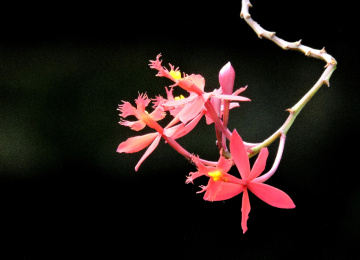 Mini Orchids