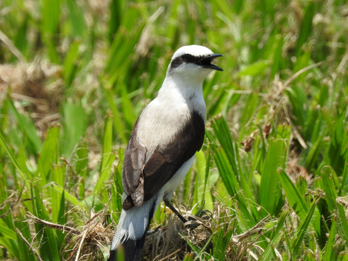 Lavadeira-mascarada (Fluvicola nengeta) 