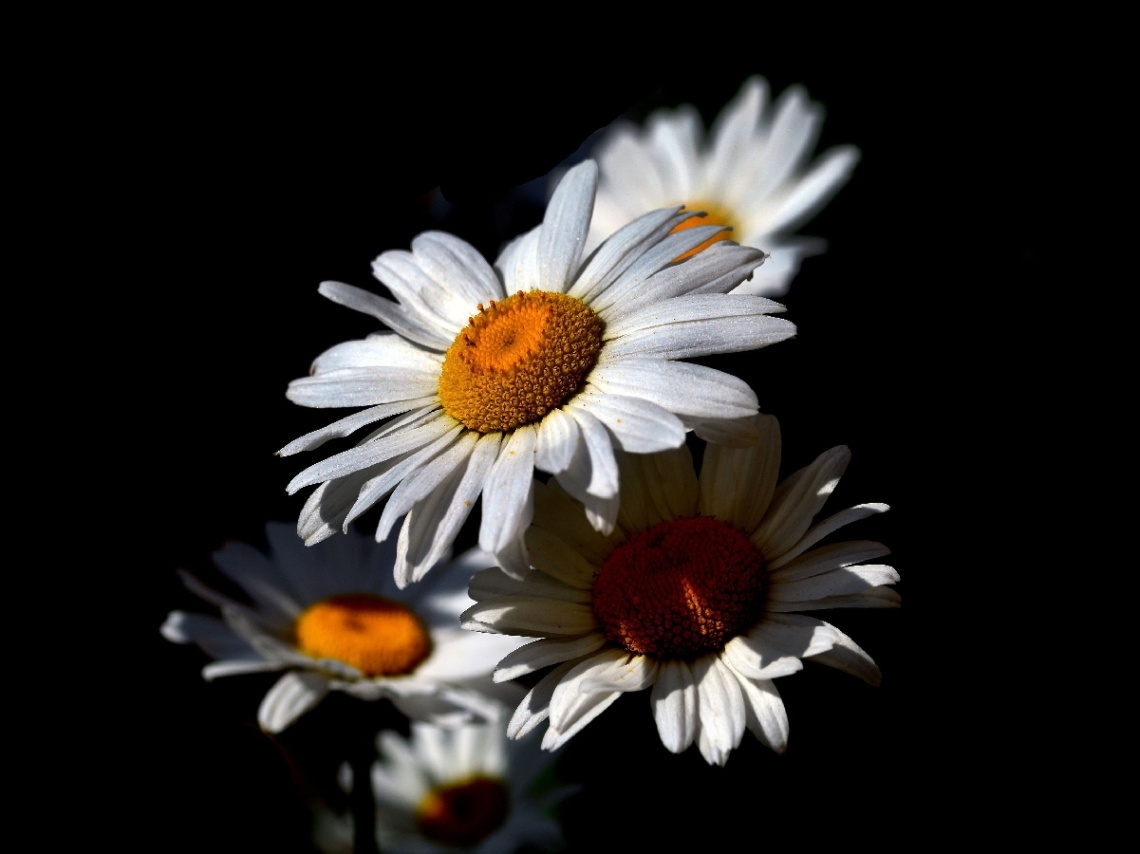 BLÜTEN