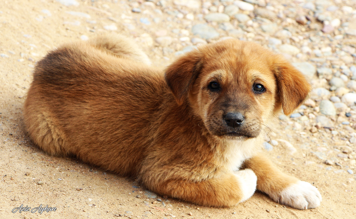 Minik Dostum..))