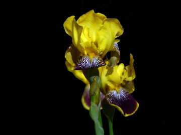 BLÜTEN