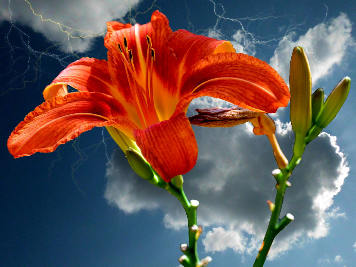 BLÜTE