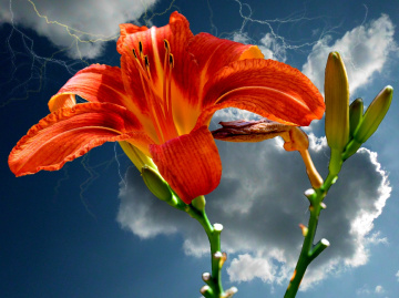 BLÜTE