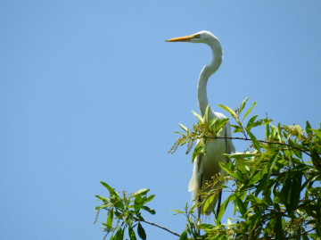 Top of the tree 